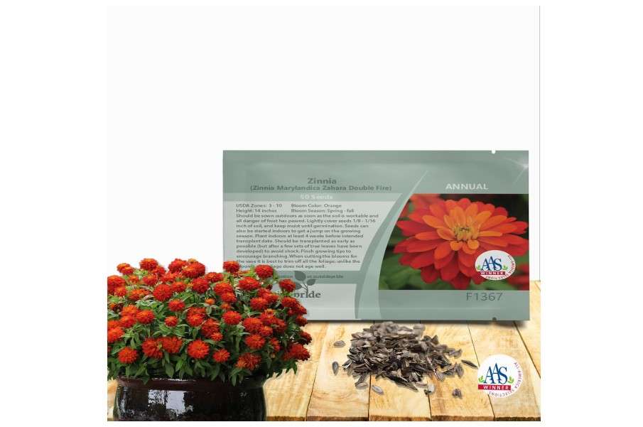  Outsidepride Marylandica Zahara Double Fire Zinnia Seeds for Planting Outdoors – 50Pcs Annual, Heat & Drought Tolerant, Butterfly-Attracting, Ideal