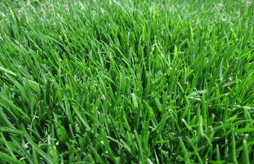 KVITER 1/8 Lb Zenith Zoysia Grass Seed (Zoysia Japonica) – Zenith Zoysia Seeds for Lawn, Zoysiagrass – Dense, Grass Seed Shade & Drought Tolerant
