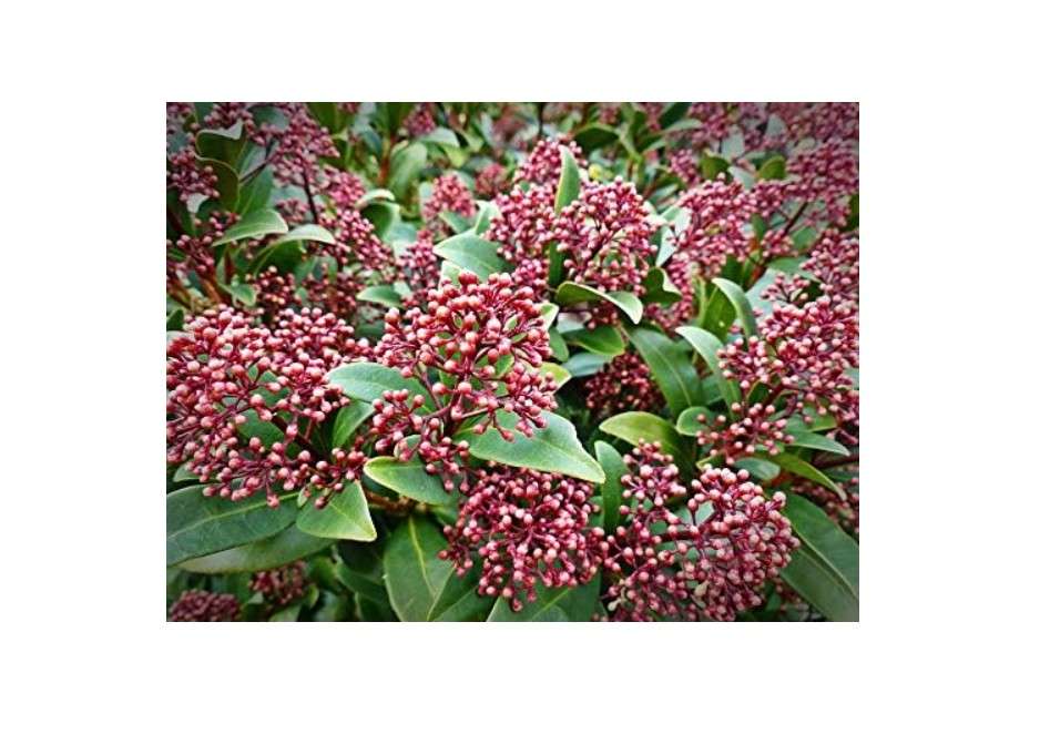 
Home Comforts Plant Berries Nature Skimmia Japonica-20 Inch By 30 Inch Laminated Poster With Bright Colors And Vivid Imagery-Fits Perfectly In Many