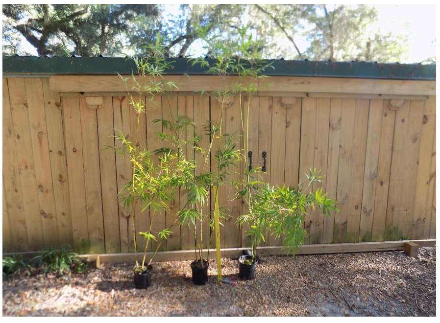  Generic Graceful Bamboo - Bambusa Textilis Gracilis -1 Gallon Size - Clumping, Non-Invasive Variety, Green
