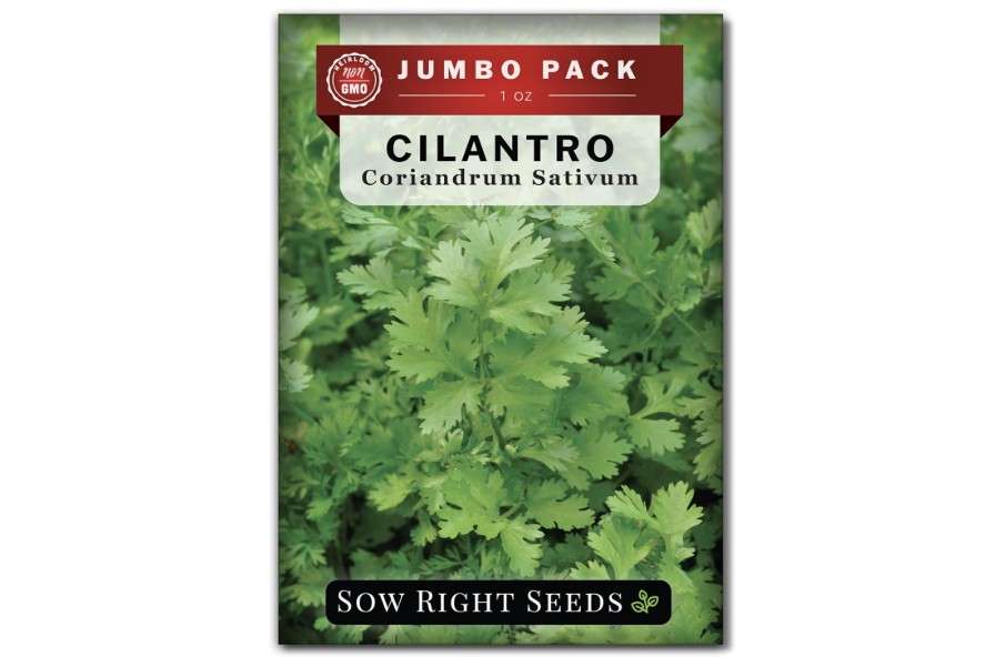 
Sow Right Seeds - Bulk Cilantro Seeds for Planting - 1 Ounce, 2000 Seeds - Non-GMO Heirloom Jumbo Pack with Instructions to Grow an Herb Garden - Great