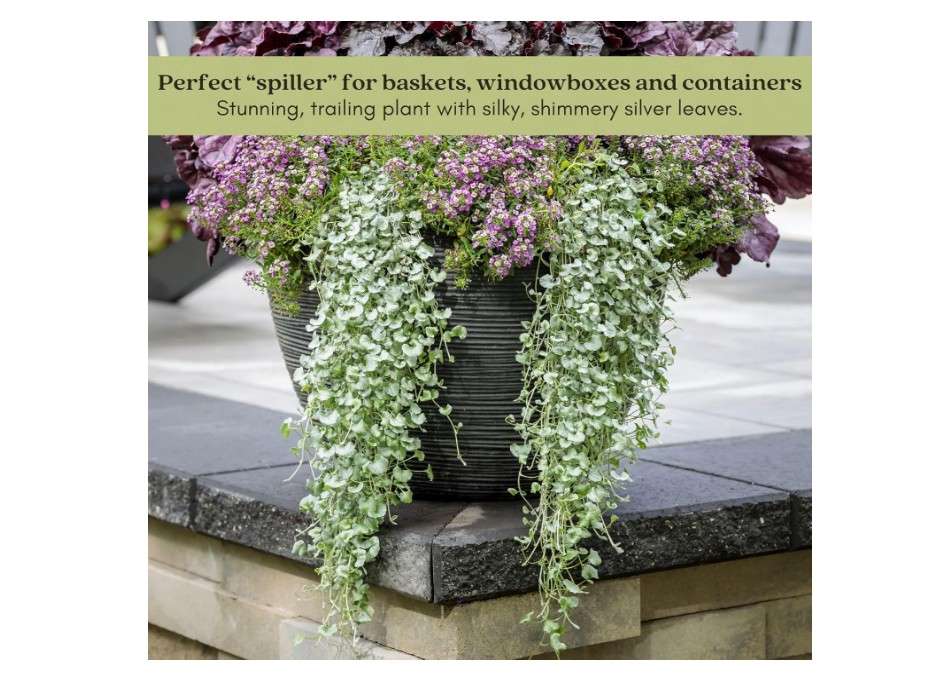  Clovers Garden Dichondra Silver Falls Plants Two (2) Live Plants – Non-GMO - Not Seeds - Each 4" to 8" Tall – in 4" Inch Pots - Heat, Drought