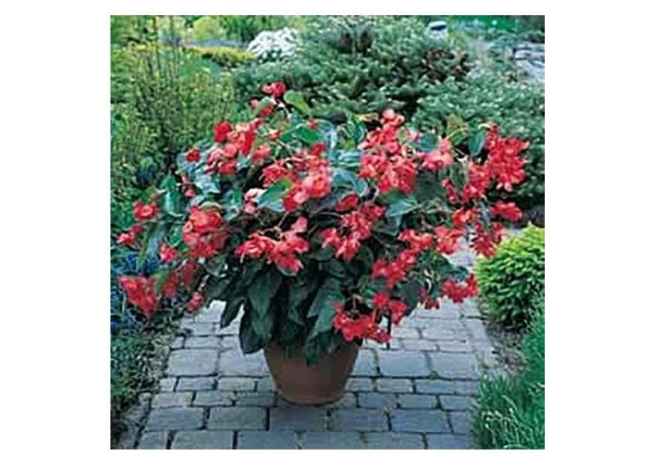  Begonia Fibrous Dragon