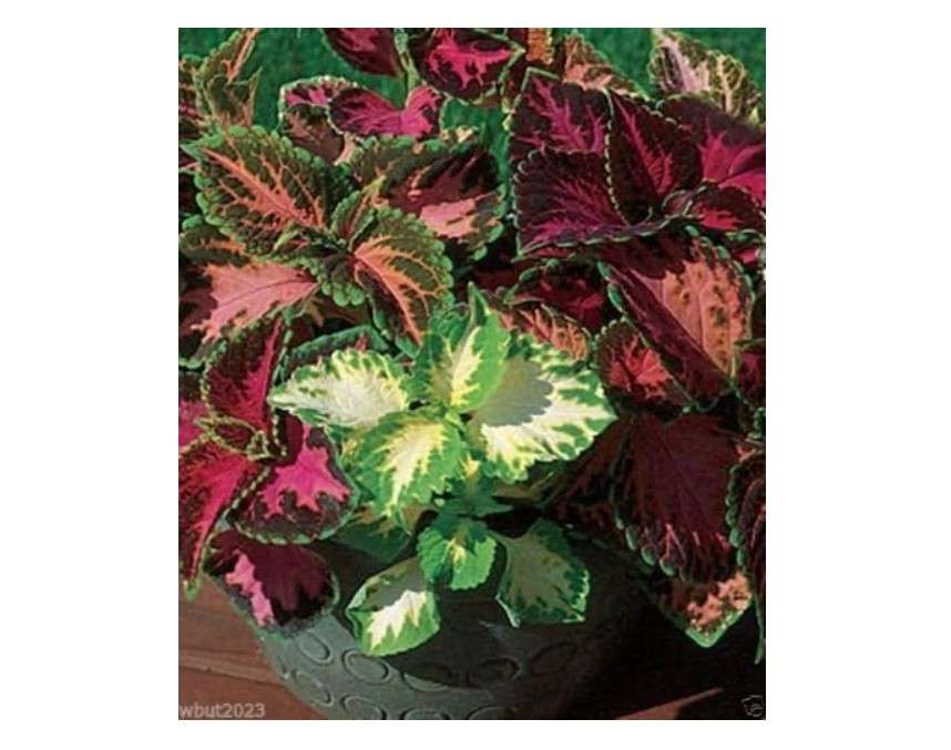  Coleus Rainbow Mix-Solenostemon scutellarioides-Wide selection of showy colors