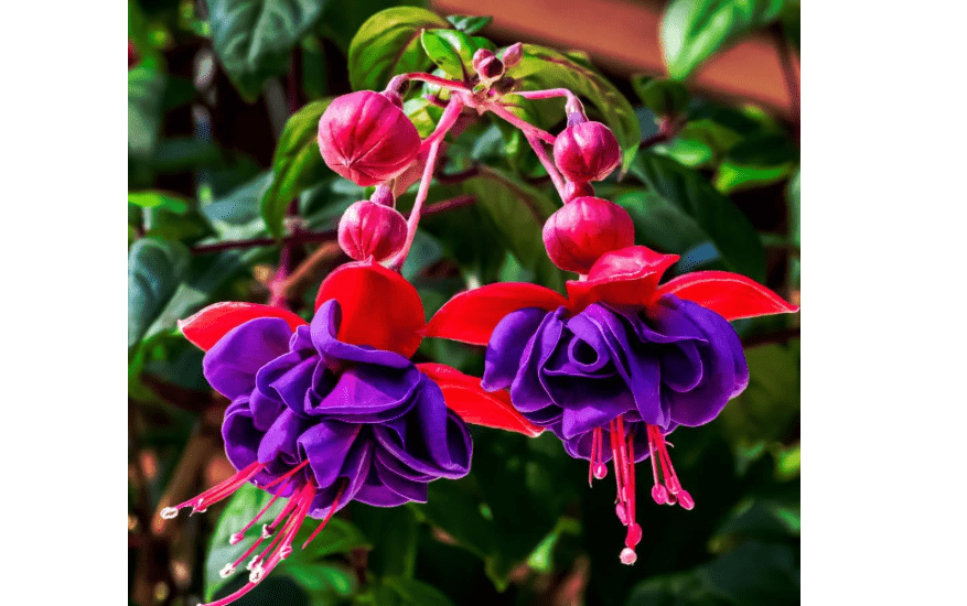 2 Fuchsia Plants, Live Fragrant Fuchsia Flower Bush Shrub, 3-6 Inches Tall