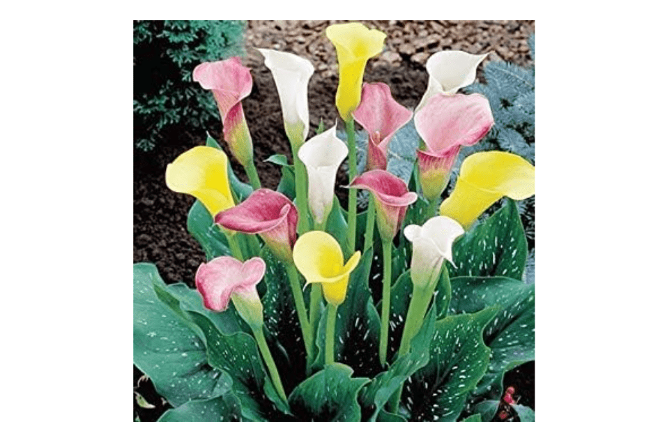  Calla Lily Mixture (3 bulb) Ideal for Pots and Planters, Cut Flowers