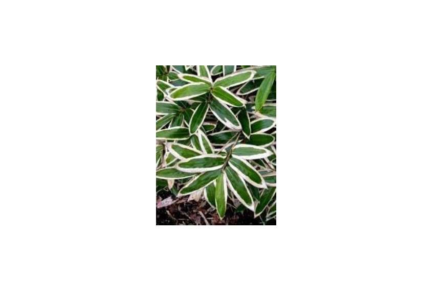  1 SASA VEITCHII Bamboo Plant Rhizome 12"L X 1/4"W