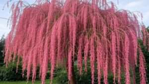 Pink Willow Tree