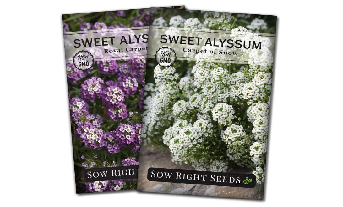  Sow Right Seeds - Sweet Alyssum Flower Seed Collection for Planting - Royal Carpet & Carpet of Snow - Non-GMO Heirloom Packet with Instructions to Plant