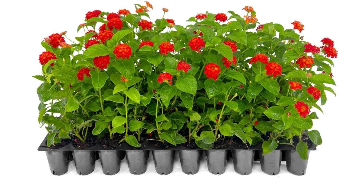  Lantana Dallas Red | 30 Live Plants | Lantana Camara | Flowering Perennial | Garden Colorful Bloom | Hardy Outdoor Decor | Vibrant Red Flowers