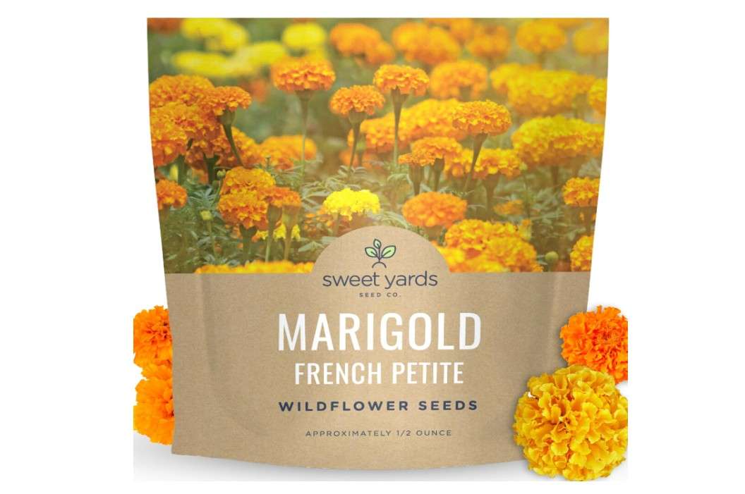  Marigold French Petite - Large 1/2 Ounce Packet - 4,000 Flower Seeds for Planting - Tagetes patula