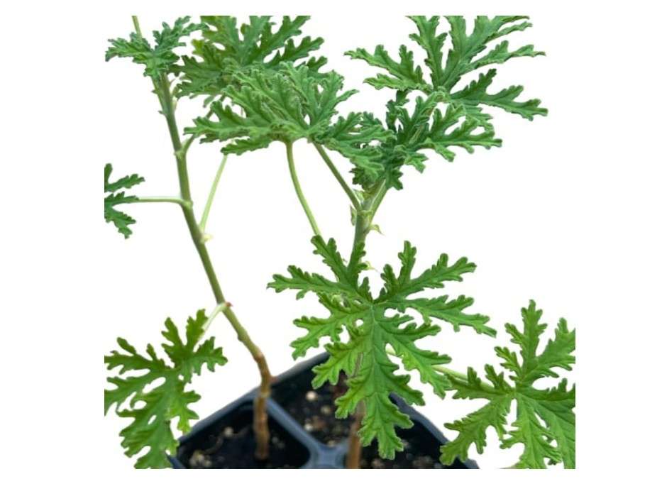  Organic Rose-Scented Geranium - Attar of Roses Geranium (Pelargonium capitatum) Live Plant in 2.5 inch Pot - Strongly Scented Herb for Potpourri and Crafts