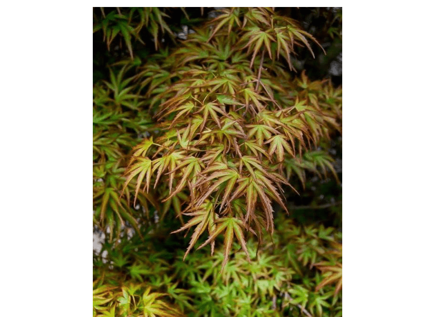 
Kamagata Dwarf Japanese Maple