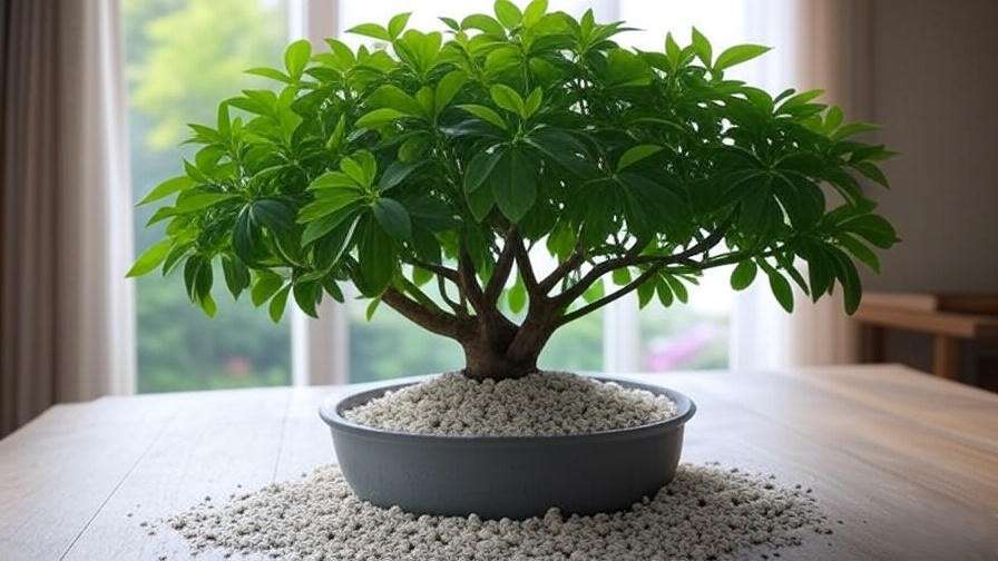 "Money tree in well-draining pot near sheer-curtained window for ideal lighting