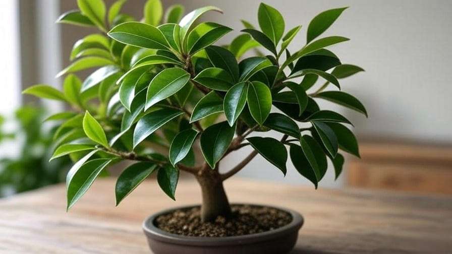 Ficus bonsai tree with spider mite infestation contrasted with a healthy tree."