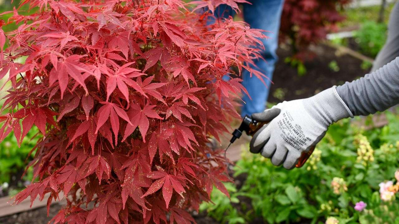 "Miniature red maple tree with pest damage and neem oil treatment."