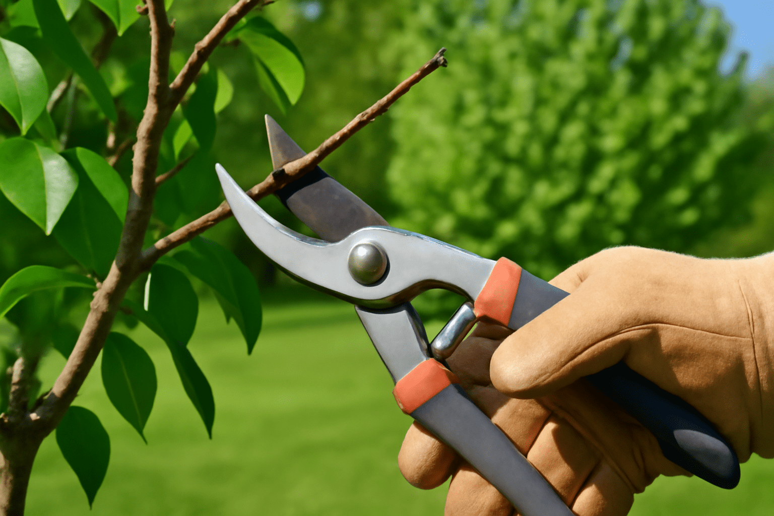 "Pruning a Cleveland Pear Tree branch with shears in a sunny garden."