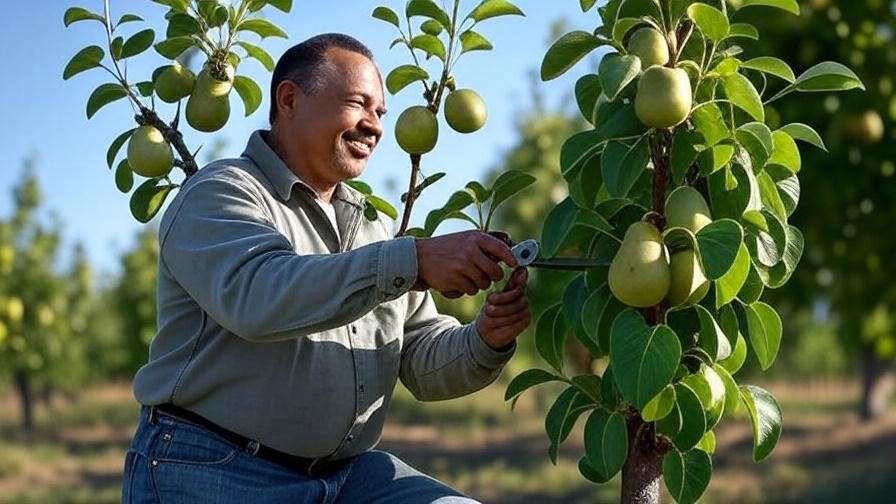 Gardener pruning a healthy pear tree with green leaves in an orchard".