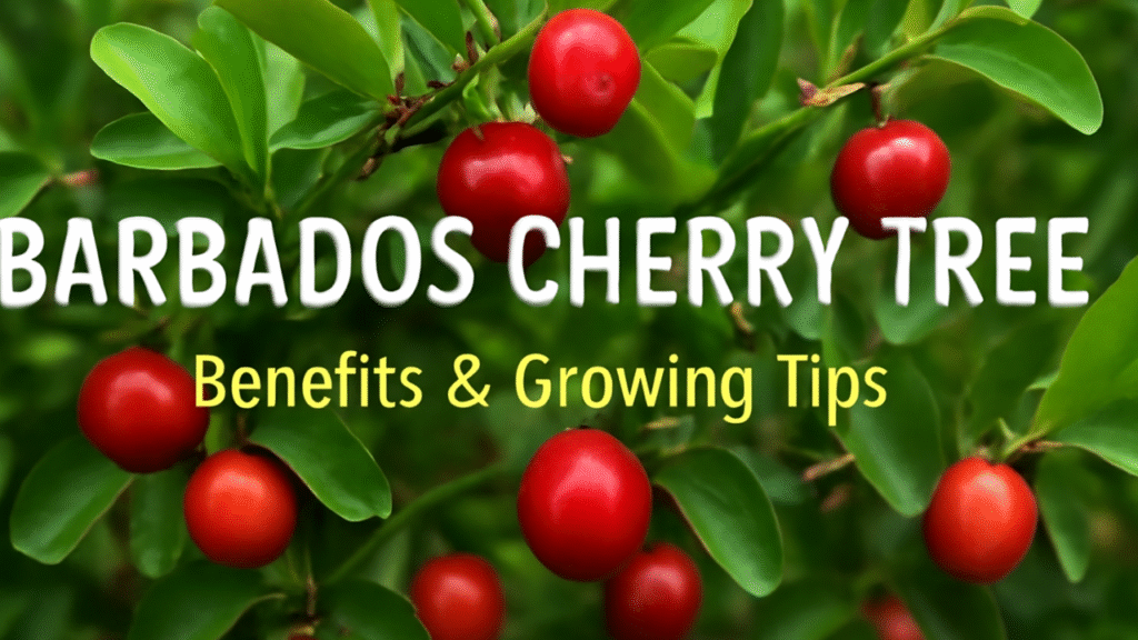 barbados cherry tree