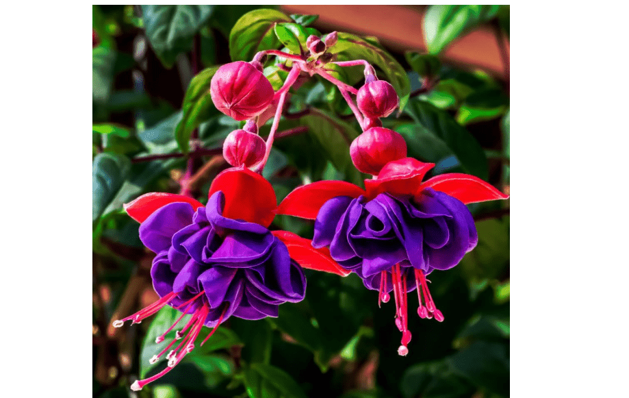 2 Fuchsia Plants, Live Fragrant Fuchsia Flower Bush Shrub, 3-6 Inches Tall