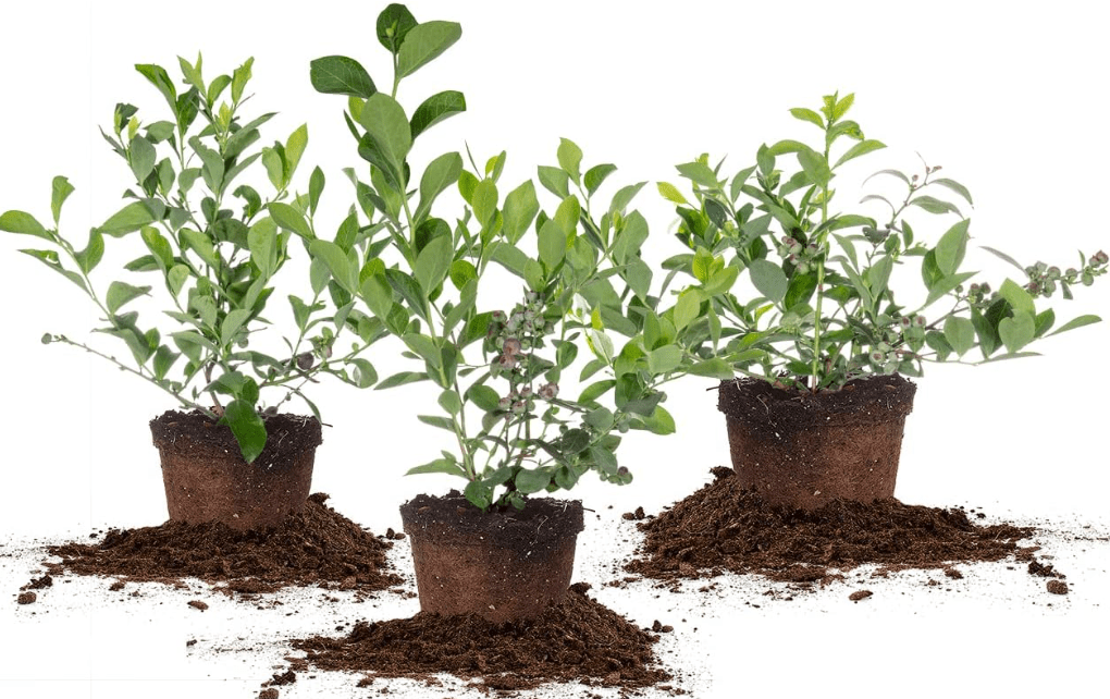 
PERFECT PLANTS 3 Pack Rabbiteye Blueberry Bushes 1 Gallon | Live Fruit Bush for Outdoor Planting | Sweet Blueberries for Fresh Eating | Easily Grown in Home.