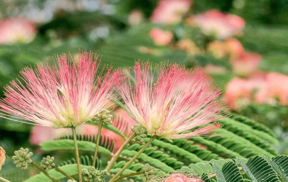 
Pink Flower Persian Mimosa Silk Tree Live Starter Plant Albizia Julibrissin 2 Inch Pot