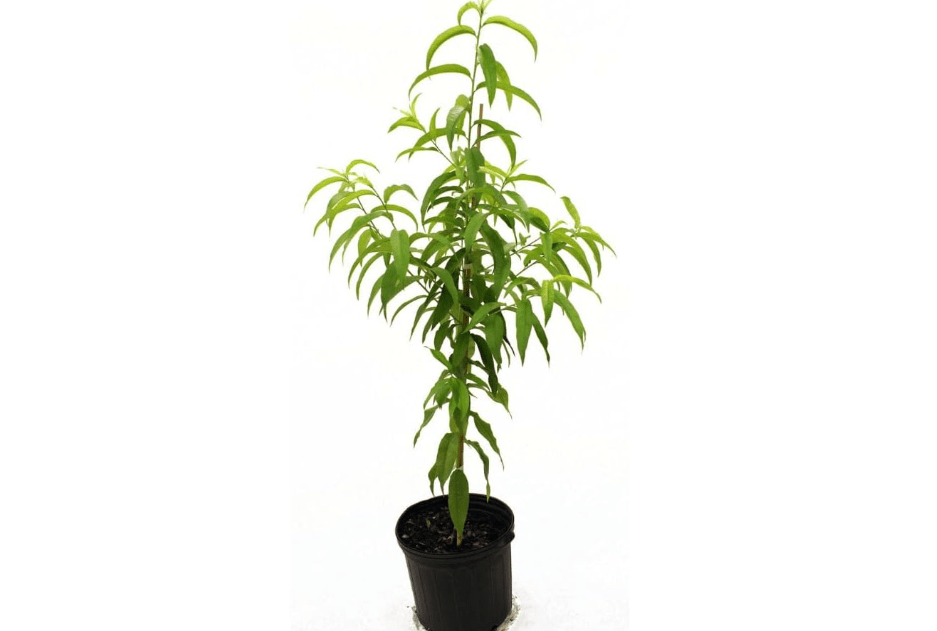 
The Flordaking Peach Tree, Clingstone, Compact, Self-Pollinating, Pink Flowering, 5 gal, (Due to Agricultural Laws, we Cannot Ship to CA, AZ, AK, or HI)