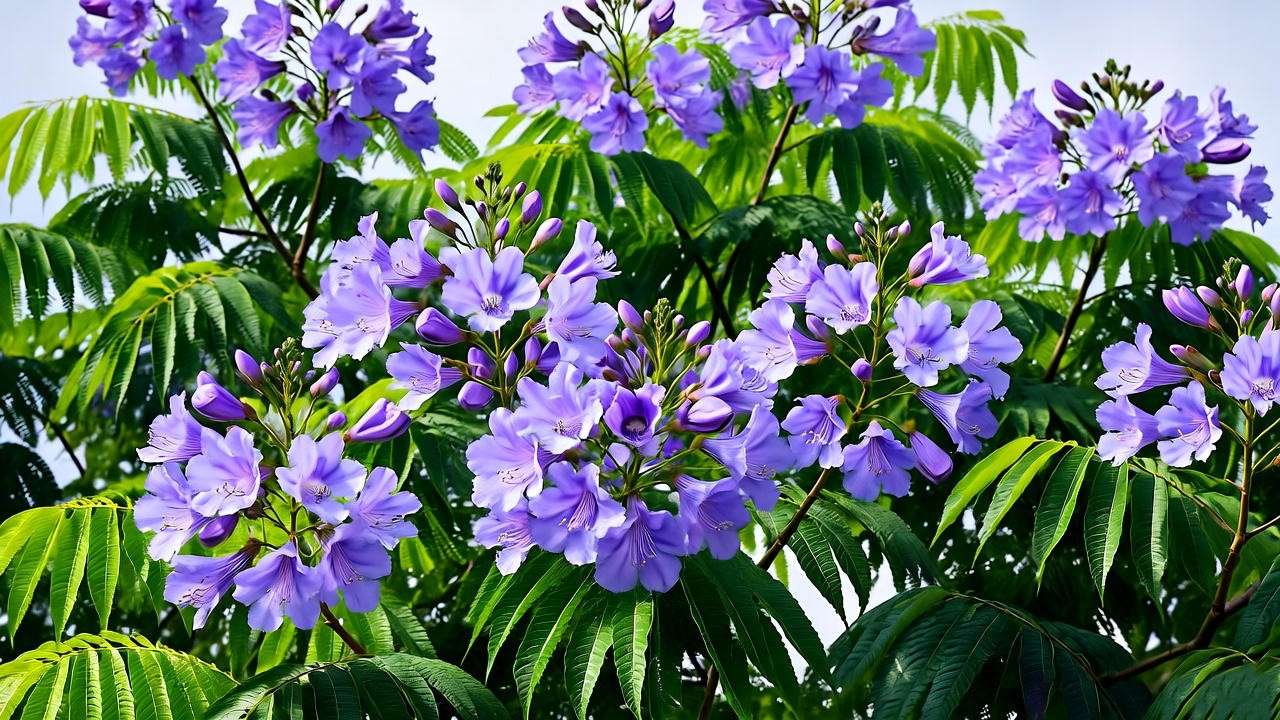 "Close-up of a Jacaranda tree with vibrant purple-blue flowers in a lush garden."
