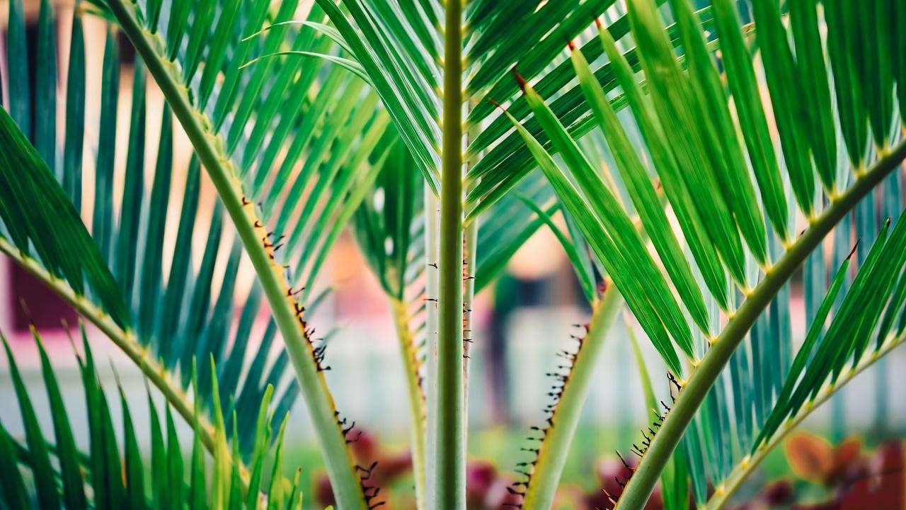  "Close-up of a thriving royal palm plant with green fronds in a sunny garden"