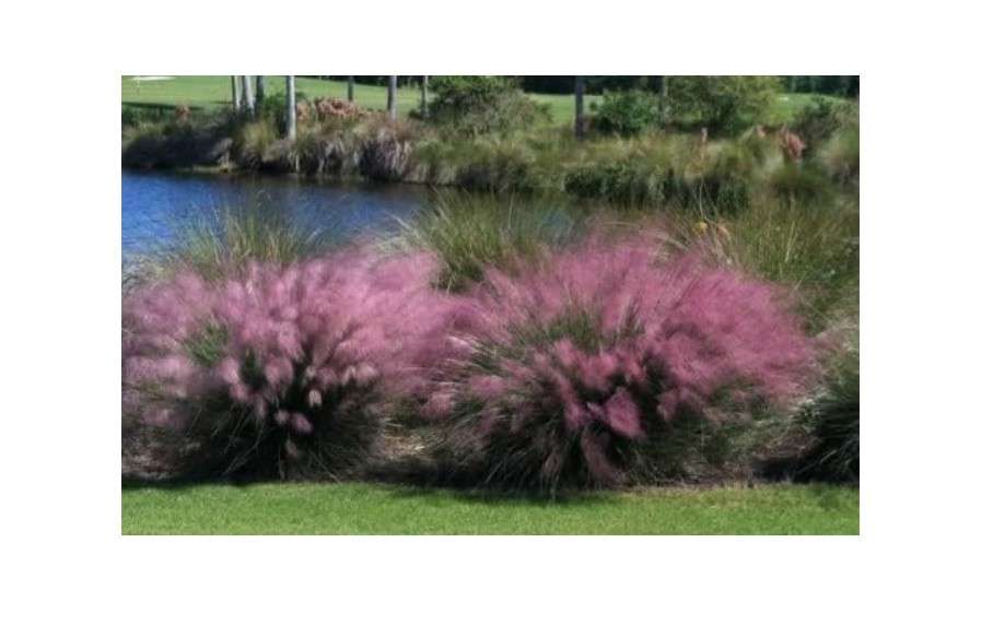 Pink Muhly Grass - Size: 3.5" Pot (Muhlenbergia capillaris) 
