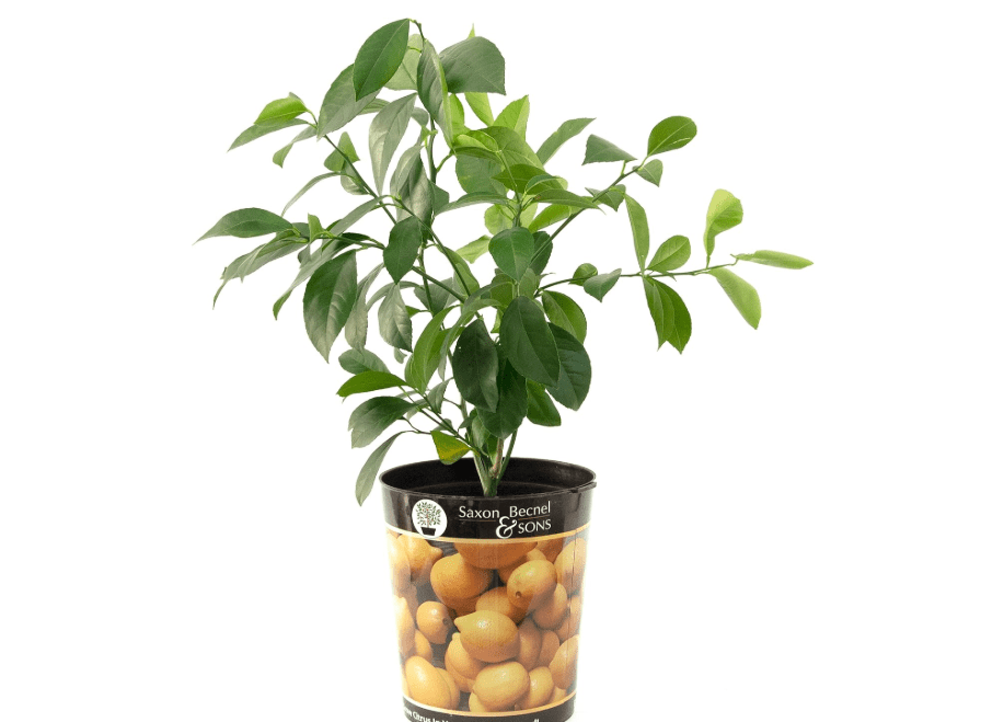 
Garden State Bulb Meyer Lemon Tree, Citrus Live Plant (1 Gallon Growers Pot) Cannot Ship 