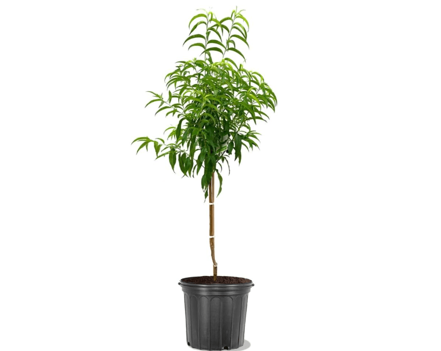 
Generic Red Haven Peach Tree, Freestone, Heavy-Bearing, Self-Pollinating, Deciduous, 5 gal Nursery Pot, Green