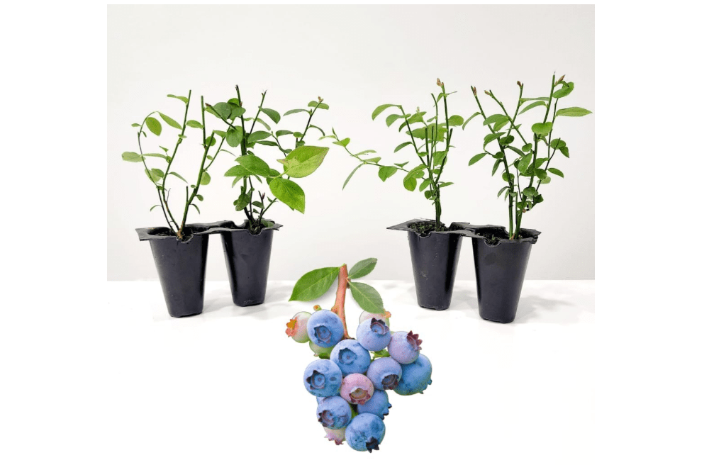 
Live Legacy Blueberry Plants (4 Pack) – Northern Highbush Blueberry Bushes for Planting, Vigorous Growth, Late-Season Harvest, Suitable for Various Climates