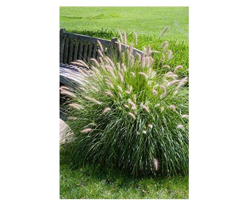  Fountain Grass - 10 Seeds, Pennisetum Alopecuroides 'Hameln' Dwarf Fountain Grass, Ornamental Grass