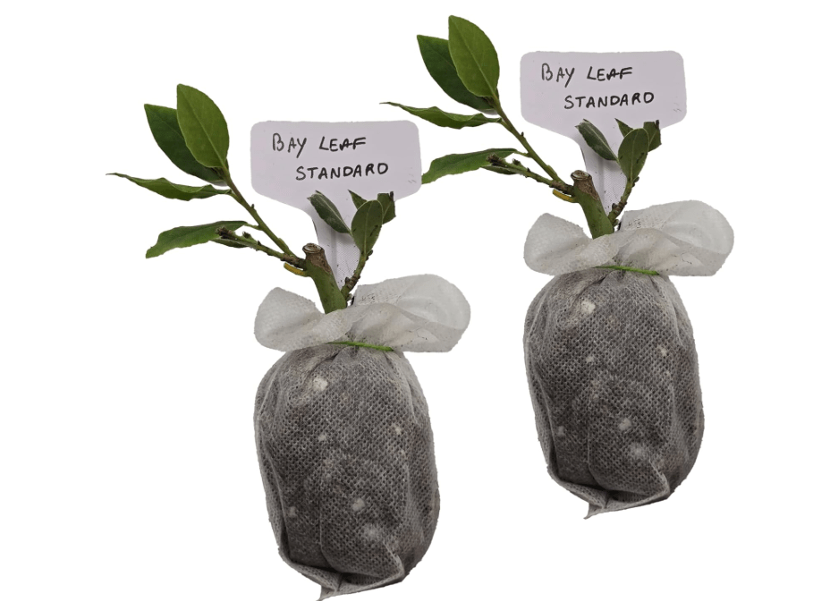 
Mediterranean Bay Leaf, Bay Laurel Live Plant. Standard Variety - Laurus Nobilis. Live Plant. Fragrant, Fresh, Edible. Best for Ground Planting Outdoor.