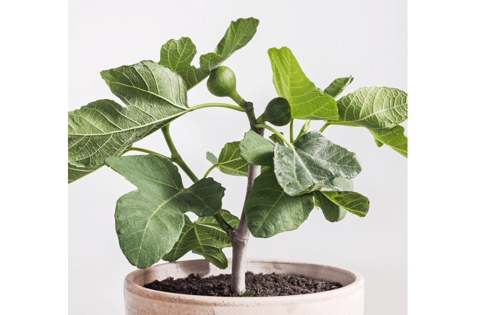 
Fignomenal Fig Tree - Dwarf Fig Tree – Perfect for Containers - 4-6 Inches Tall - Self Fertile - Ficus Carica