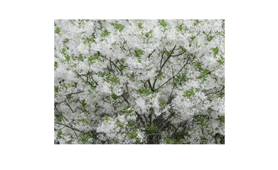  White Fringe Tree Chionanthus virginicusa - Heavy - Established - Roots - One Quart Potted Plant by Growers Solution