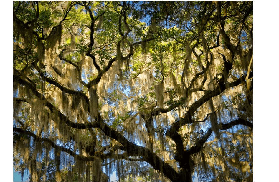
Live Oak Seeds for Planting - 5 Large, Fresh Seeds - Quercus virginiana