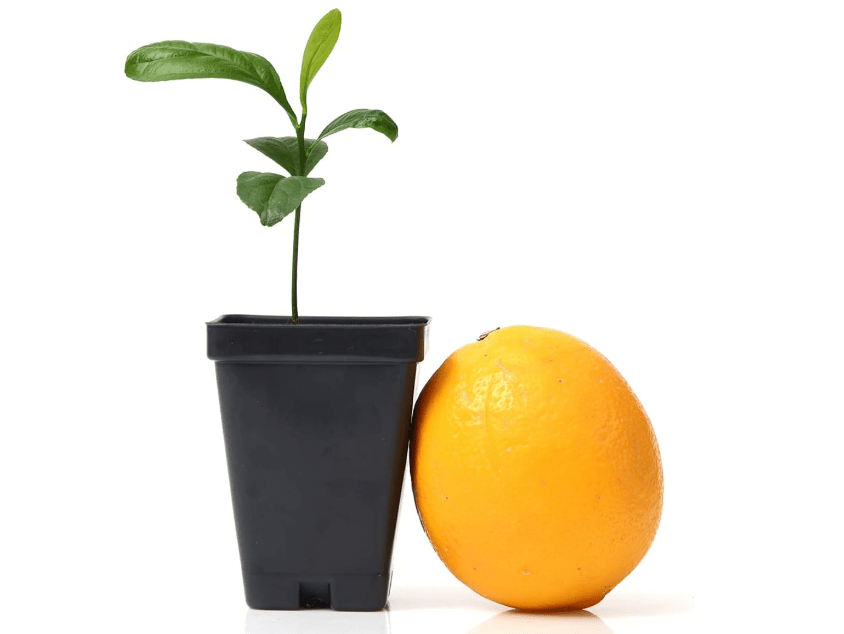 
Meyer Lemon Tree Starter Plant. Citrus x meyeri. 3" 