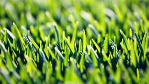 best grass for reseeding