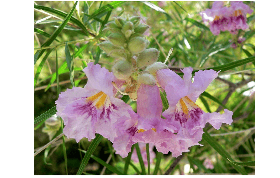 
Desert Willow, Chilopsis Linearis, Tree/shrub 30 Seeds (Showy Flowers)