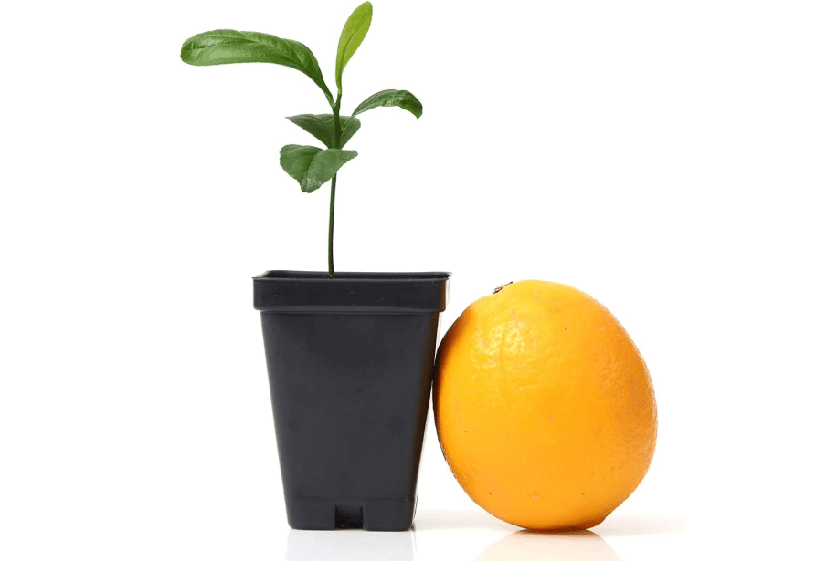 
Meyer Lemon Tree Starter Plant. Citrus x meyeri.
