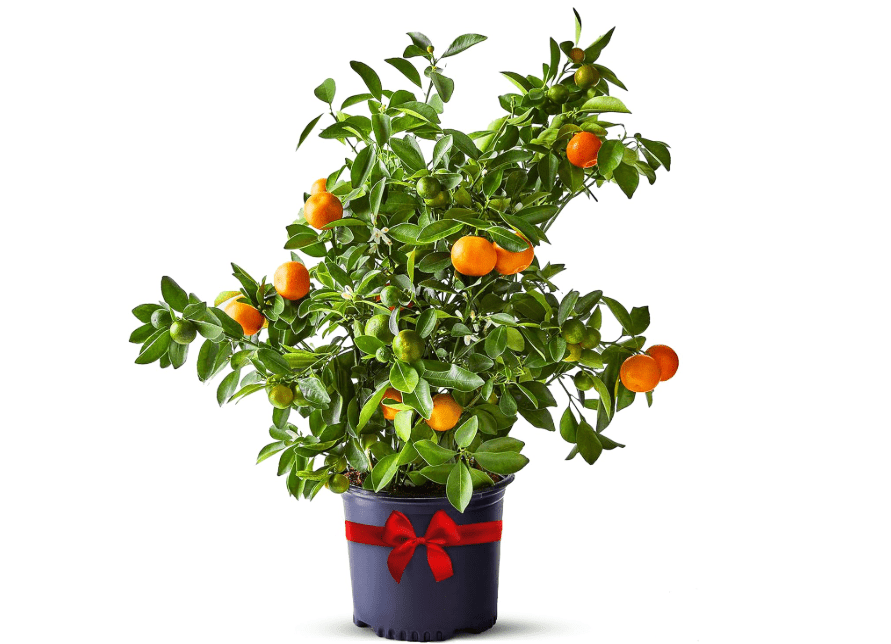 
Calamondin Trees Live Plants Outdoor Plant - Dwarf Calamondin Tree Cannot Ship: CA, AZ/TX/LA – Patio Fruit Plant, Real Citrus Tree Pot, Indoor Fruit Trees.