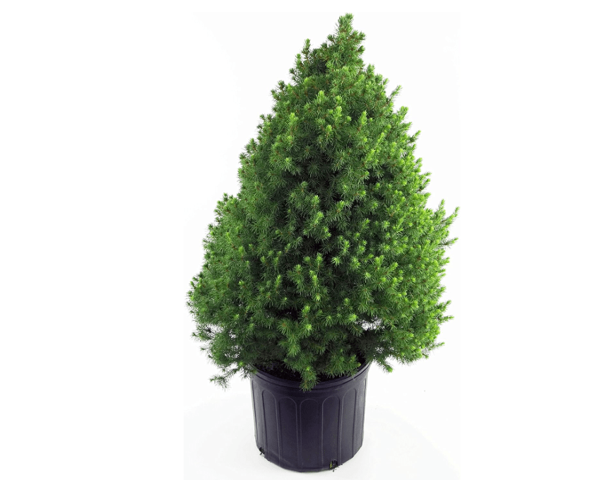 
Picea glauca 'Conica' (Dwarf Alberta Spruce) Evergreen, #2 - Size Container
