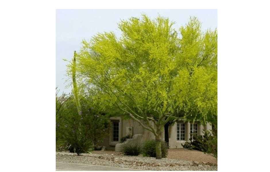 
Parkinsonia aculeata Palo Verde 100 Seeds