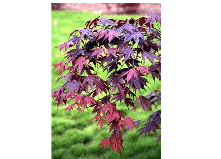 
BLOODGOOD Japanese Maple acer palmatum ‘Bloodgood’ 2 - Year Live Tree by Tristar Plants- in ABP Container