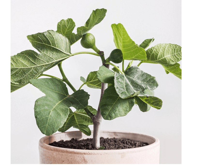 
Fignomenal Fig Tree - Dwarf Fig Tree – Perfect for Containers - 4-6 Inches Tall - Self Fertile - Ficus Carica