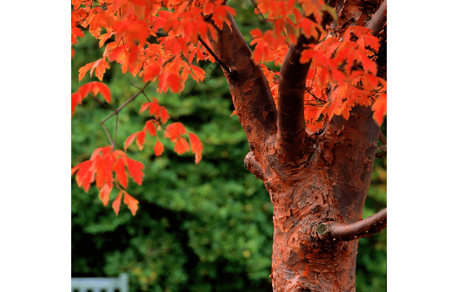 
Paperbark Maple Tree Seeds for Planting - Stunning Peeling Cinnamon Colored Bark - Acer griseum