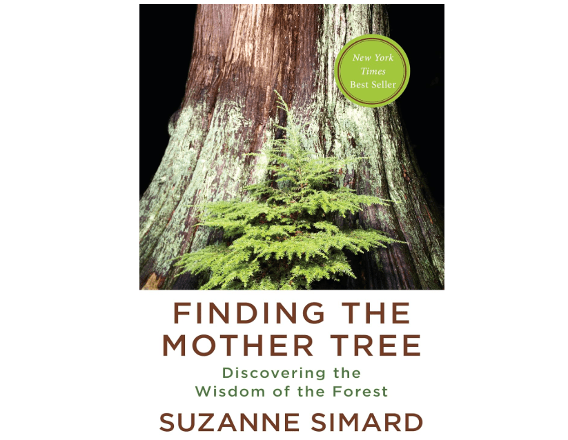 
Finding the Mother Tree: Discovering the Wisdom of the Forest