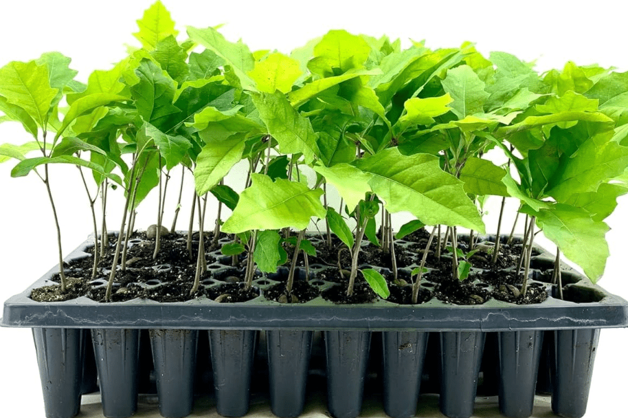 Shumard Red Oak | 10 Live Trees | Quercus Shumardii | Drought Tolerant Weather Resistant Shade Planting